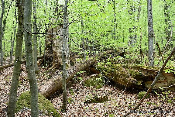 Urwald.jpg  